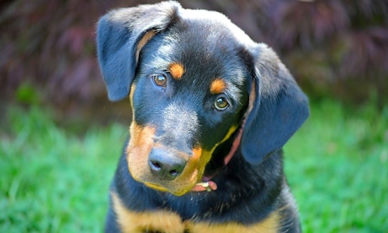 Puppies in Arlington looking for their fur-ever homes