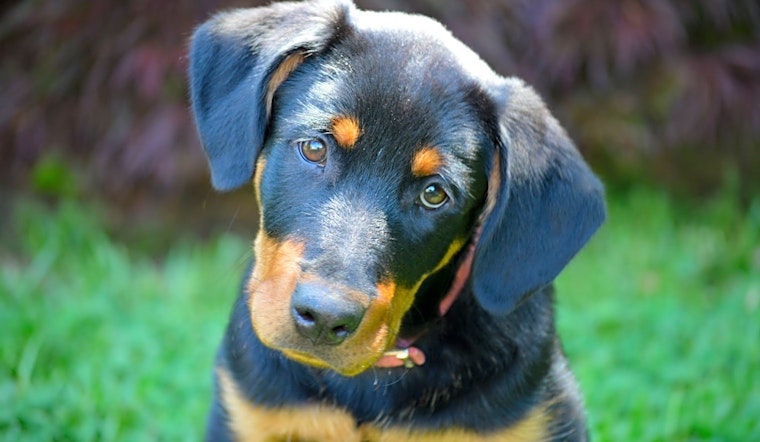 Puppies in Arlington looking for their fur-ever homes