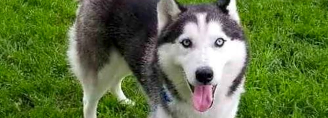 Dogs in Omaha looking for their fur-ever homes