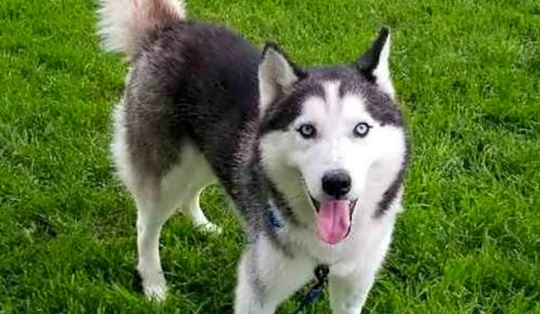 Dogs in Omaha looking for their fur-ever homes