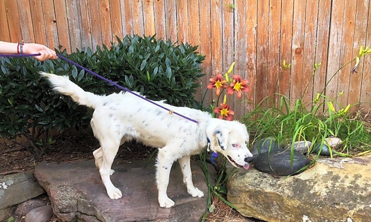 Dogs in Tulsa looking for their fur-ever homes