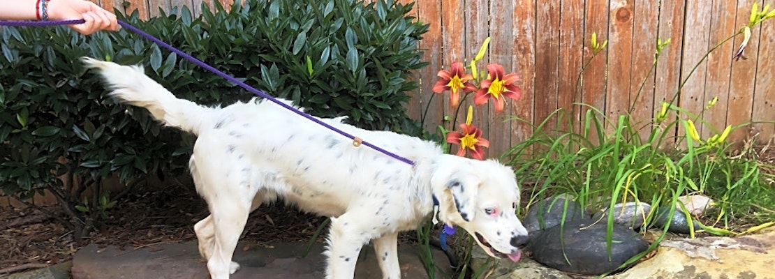 Dogs in Tulsa looking for their fur-ever homes