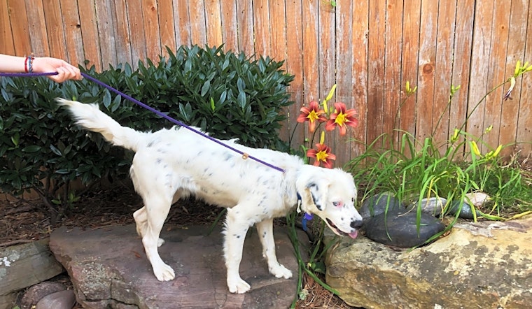 Dogs in Tulsa looking for their fur-ever homes