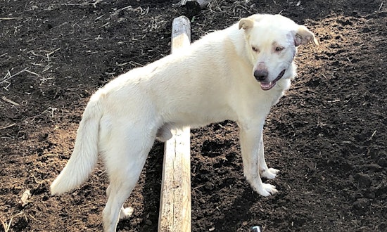 Dogs in Colorado Springs looking for their fur-ever homes