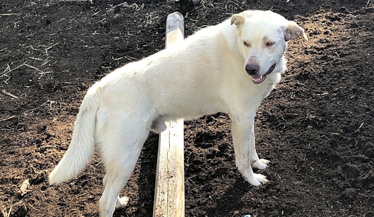 Dogs in Colorado Springs looking for their fur-ever homes