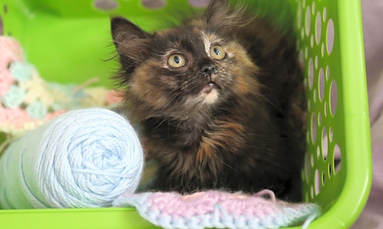 Kittens in Albuquerque looking for their fur-ever homes