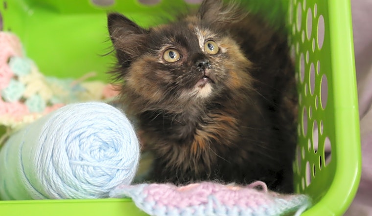 Kittens in Albuquerque looking for their fur-ever homes