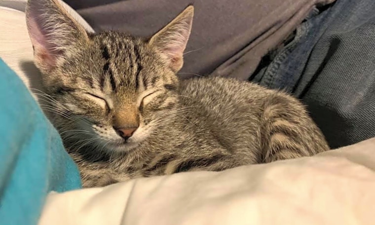 Kittens in Mesa looking for their fur-ever homes