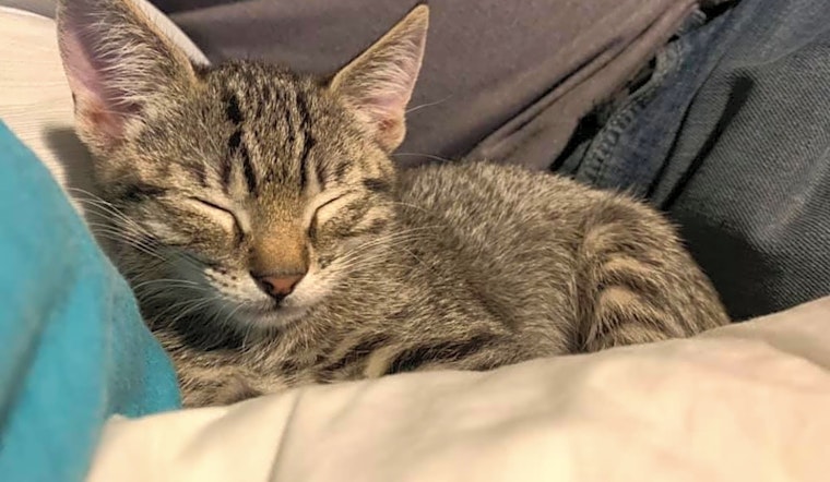 Kittens in Mesa looking for their fur-ever homes