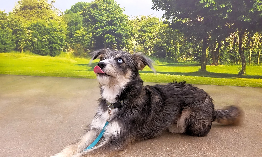 catahoula poodle mix for sale