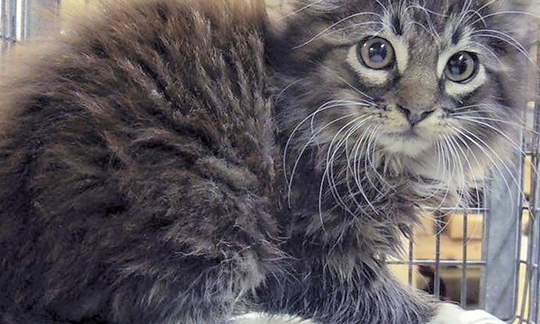 Cats in Long Beach looking for their fur-ever homes