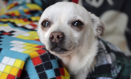 Dogs in Santa Ana looking for their fur-ever homes