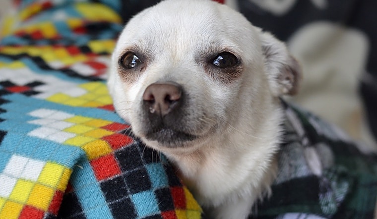 Dogs in Santa Ana looking for their fur-ever homes