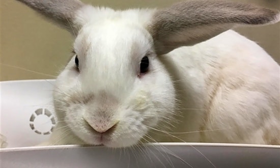 Purr-fect pets for adoption in and around San Diego