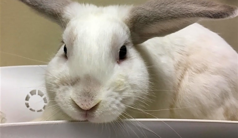 Purr-fect pets for adoption in and around San Diego