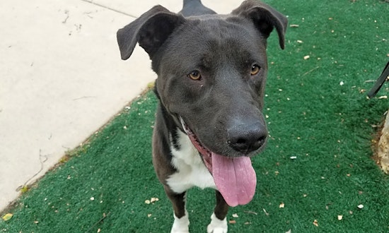 Dogs in Chula Vista looking for their fur-ever homes