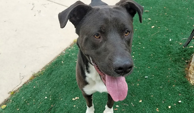 Dogs in Chula Vista looking for their fur-ever homes