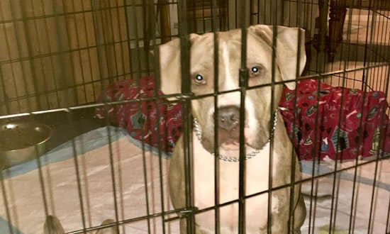 Dogs in Stockton looking for their fur-ever homes