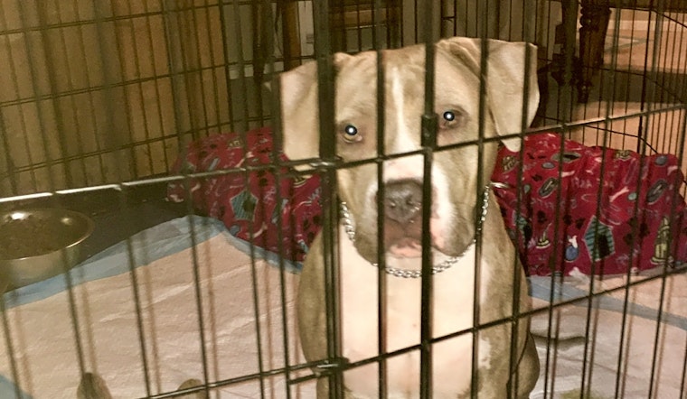 Dogs in Stockton looking for their fur-ever homes