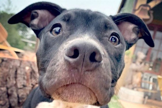 Puppies in Oakland looking for their fur-ever homes