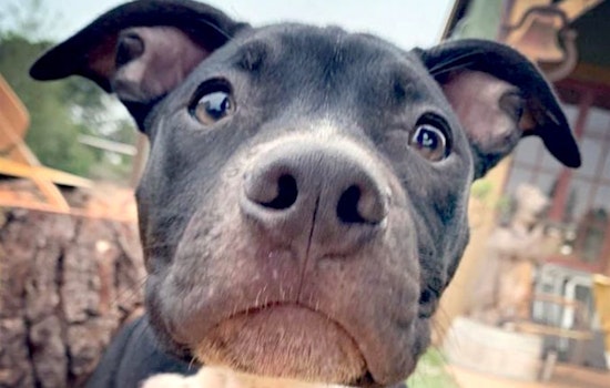 Puppies in Oakland looking for their fur-ever homes