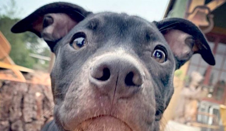 Puppies in Oakland looking for their fur-ever homes
