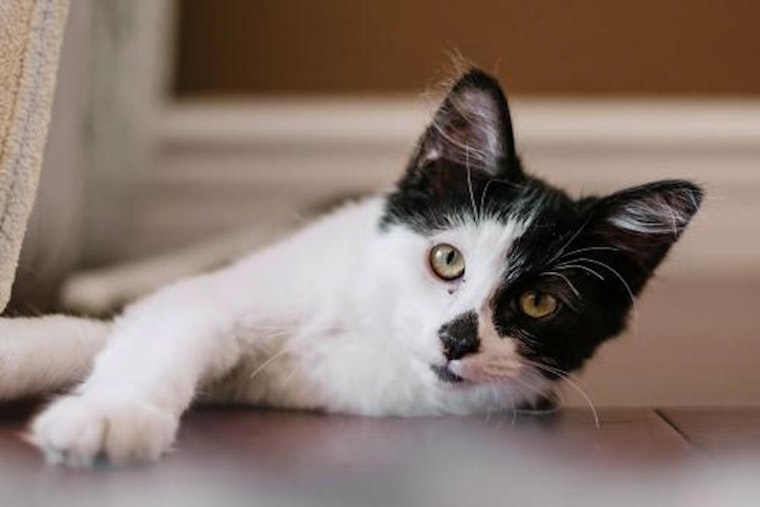 Cats in San Jose looking for their fur-ever homes