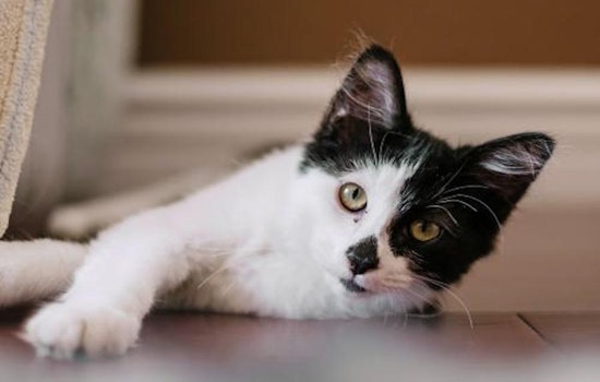 Cats in San Jose looking for their fur-ever homes