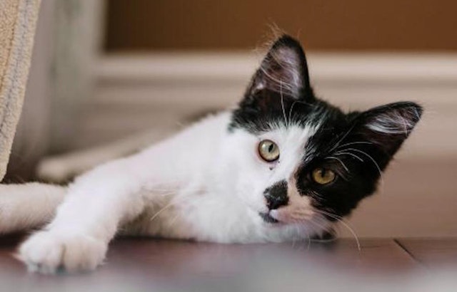 Cats in San Jose looking for their fur-ever homes