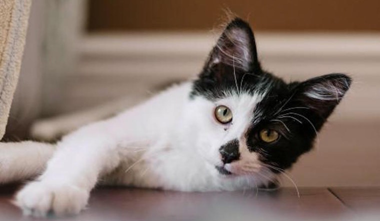 Cats in San Jose looking for their fur-ever homes