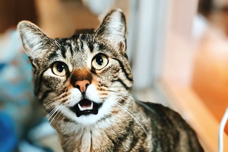 Cats in Seattle looking for their fur-ever homes