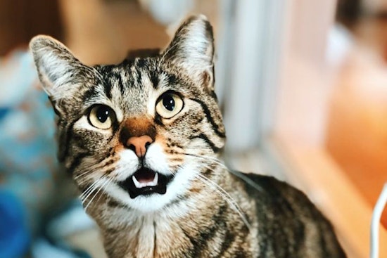 Cats in Seattle looking for their fur-ever homes