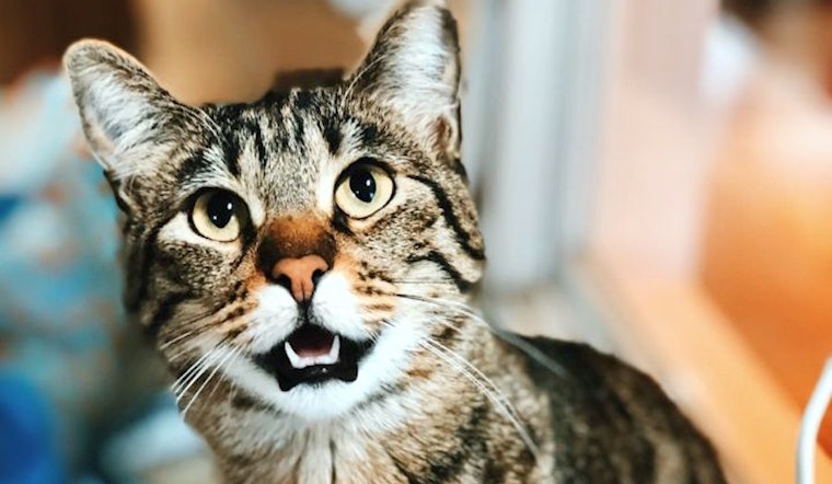 Cats in Seattle looking for their fur-ever homes