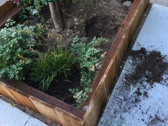 Green Thumb, Sticky Fingers: Plant Thefts Bedevil Local Gardeners