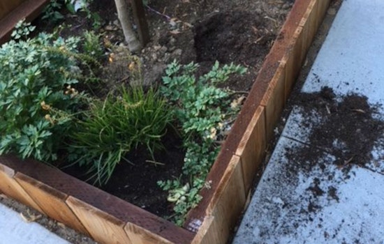 Green Thumb, Sticky Fingers: Plant Thefts Bedevil Local Gardeners