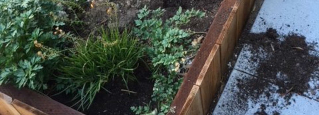 Green Thumb, Sticky Fingers: Plant Thefts Bedevil Local Gardeners