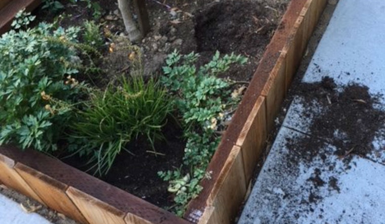 Green Thumb, Sticky Fingers: Plant Thefts Bedevil Local Gardeners