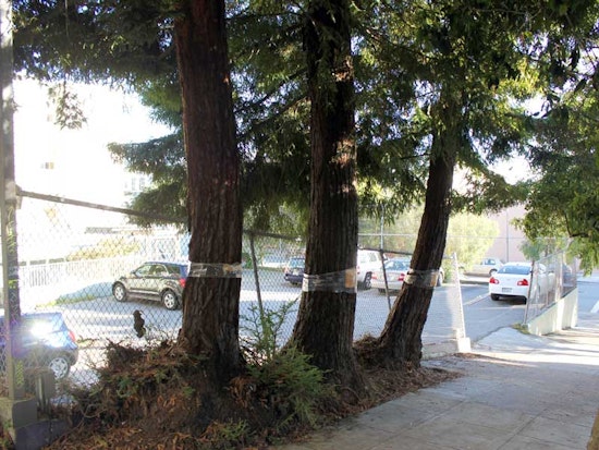 Steiner Street Redwoods To Be Removed?