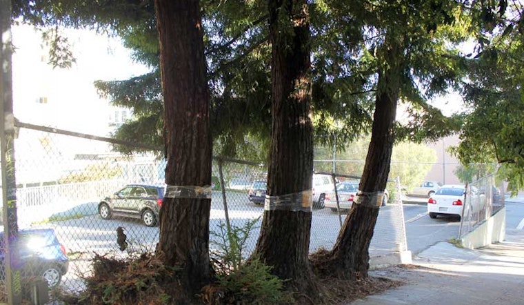 Steiner Street Redwoods To Be Removed?