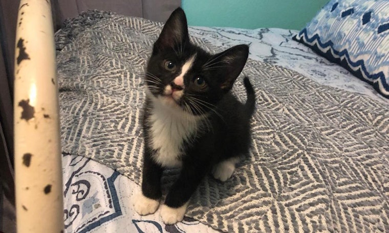 Kittens in Fort Worth looking for their fur-ever homes