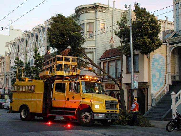 A Tree Splits On Haight Street