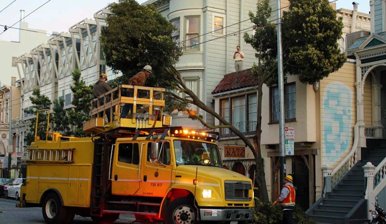 A Tree Splits On Haight Street