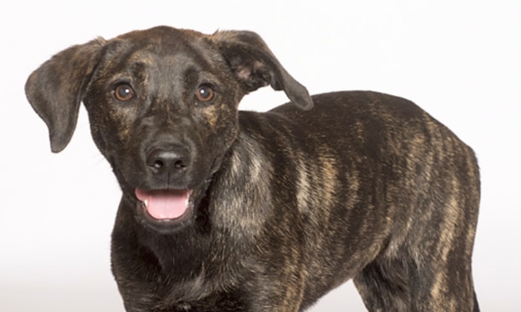 Puppies in Chicago looking for their fur-ever homes