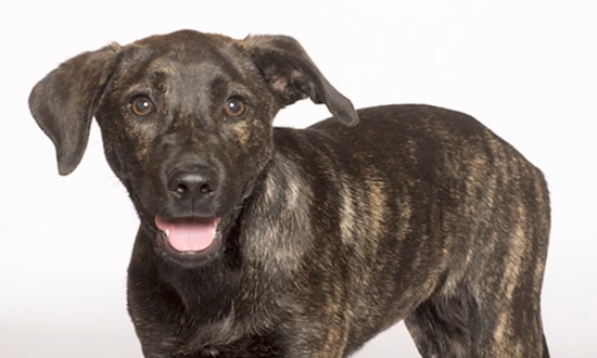 Puppies in Chicago looking for their fur-ever homes