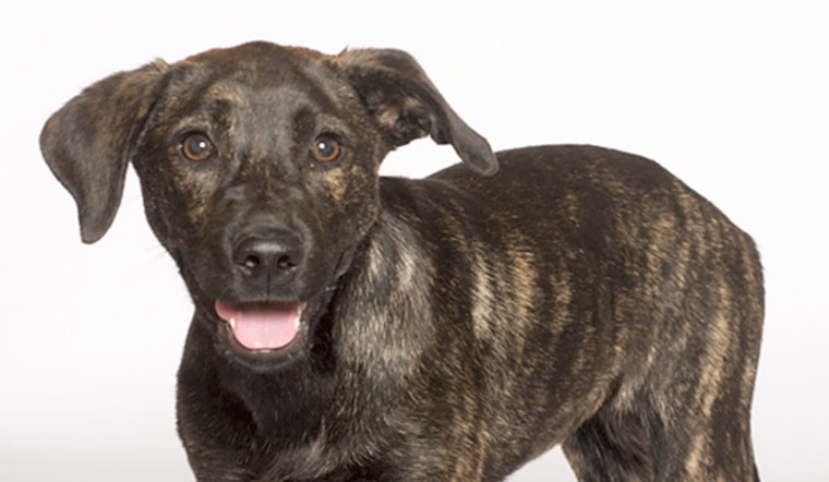 Puppies in Chicago looking for their fur-ever homes