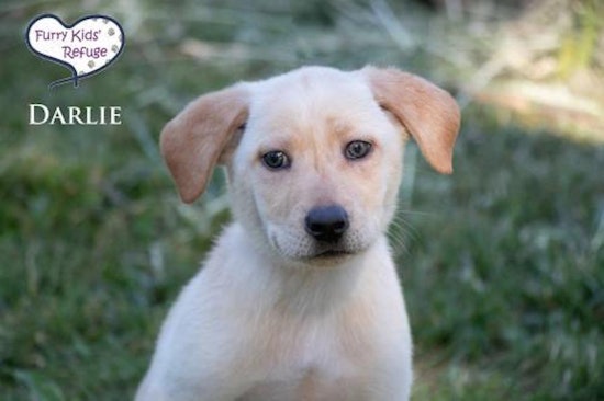 Puppies in Kansas City looking for their fur-ever homes
