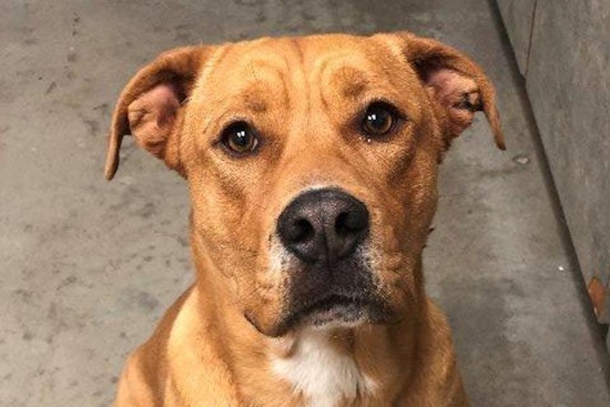 Dogs in El Paso looking for their fur-ever homes