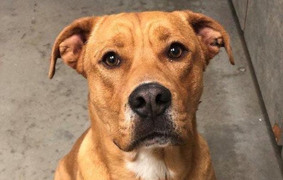Dogs in El Paso looking for their fur-ever homes
