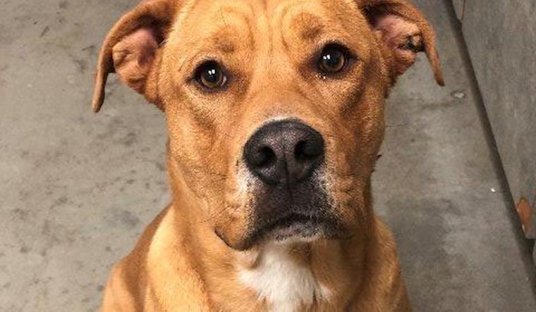 Dogs in El Paso looking for their fur-ever homes