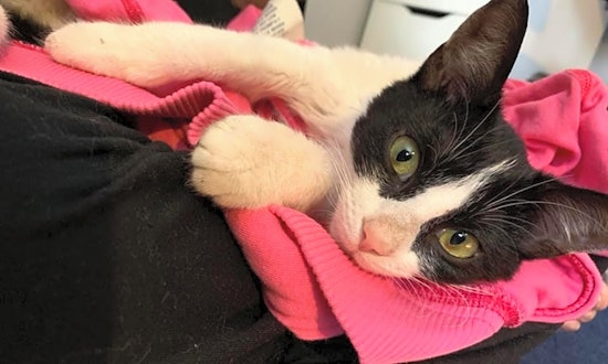 Kittens in Philadelphia looking for their fur-ever homes